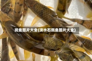 斑鱼图片大全(淡水石斑鱼图片大全)