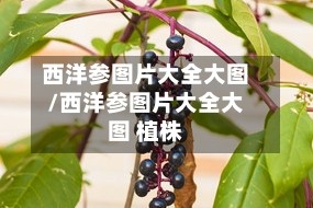 西洋参图片大全大图/西洋参图片大全大图 植株