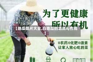 【地瓜图片大全,白地瓜的功效与作用】
