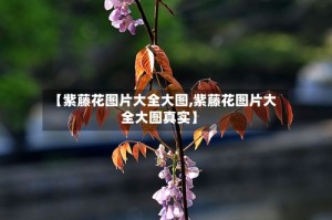 【紫藤花图片大全大图,紫藤花图片大全大图真实】