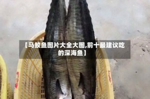 【马鲛鱼图片大全大图,前十最建议吃的深海鱼】