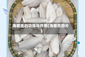 海螺壳的功效与作用(海螺壳图片)