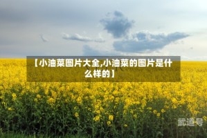 【小油菜图片大全,小油菜的图片是什么样的】