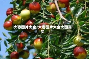 大枣图片大全/大枣图片大全大图真实