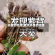 天葵的功效(紫贝天葵的功效)