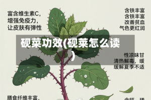 砚菜功效(砚莱怎么读)