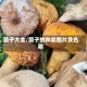 菌子大全/菌子的种类图片及名称