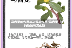马齿菜的作用与功效与作用/马齿菜的功效与怎么吃