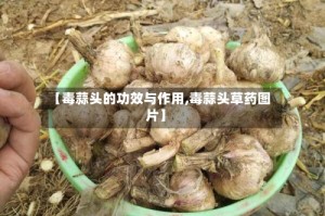 【毒蒜头的功效与作用,毒蒜头草药图片】