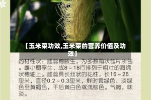 【玉米菜功效,玉米菜的营养价值及功效】