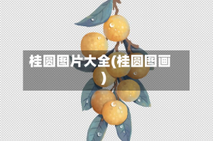桂圆图片大全(桂圆图画)