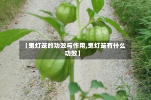 【鬼灯笼的功效与作用,鬼灯笼有什么功效】