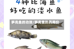 笋壳鱼的功效/笋壳鱼的药用价值