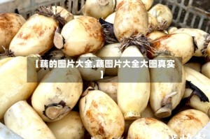 【藕的图片大全,藕图片大全大图真实】
