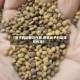 【豆子的功效与作用,野苦豆子的功效与作用】